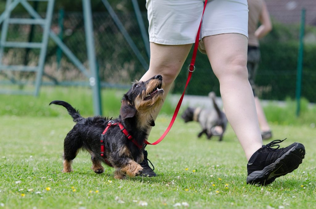 Animal Care and Dog Psychology Pathway at The Career Academy